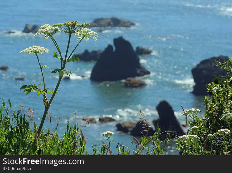 Cow parsnip, Oregon coast