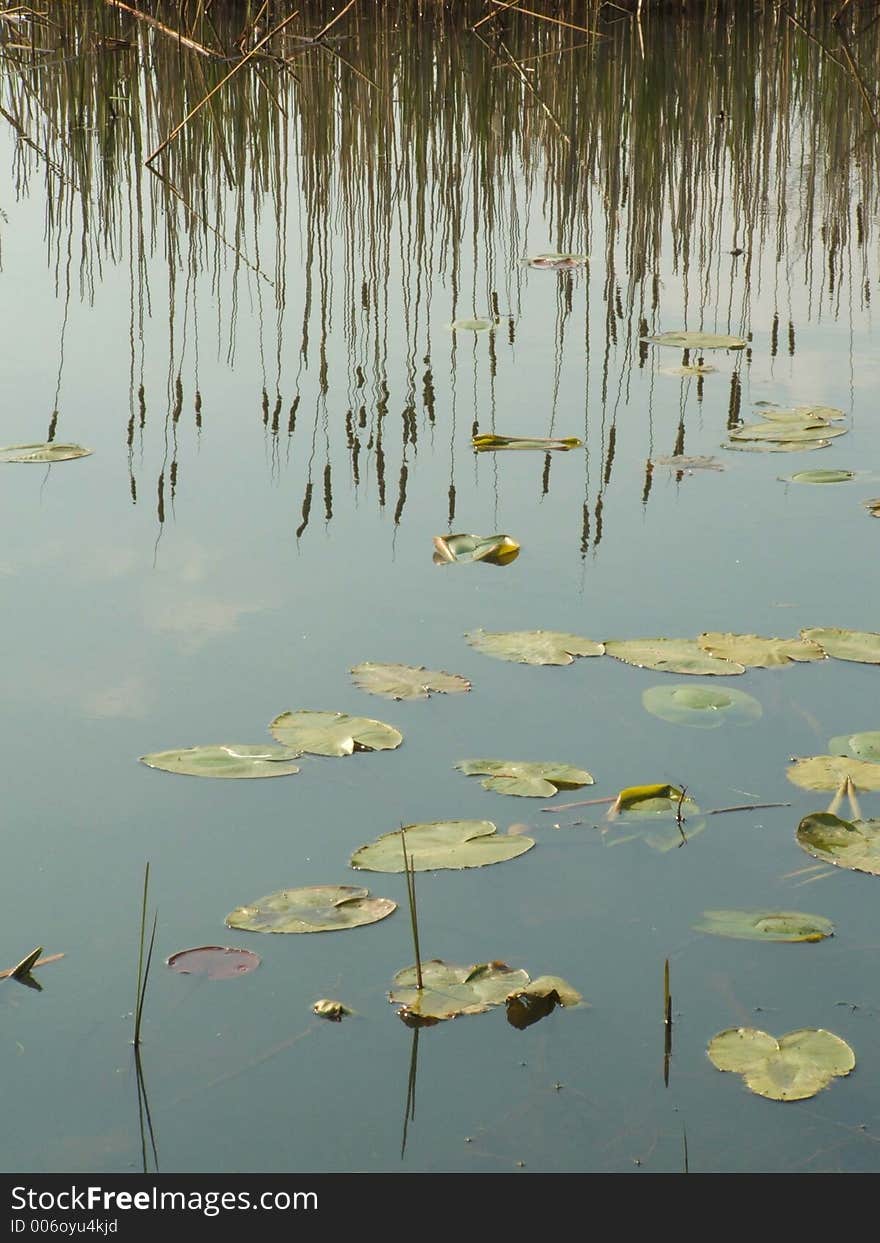 Reflection of cattails among lilypads in a pond. Reflection of cattails among lilypads in a pond