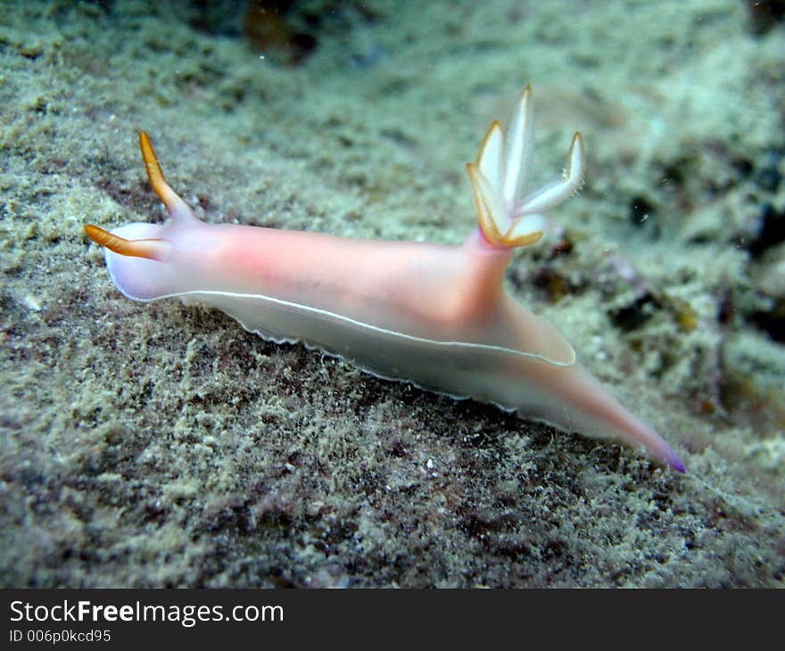 Nudibranch