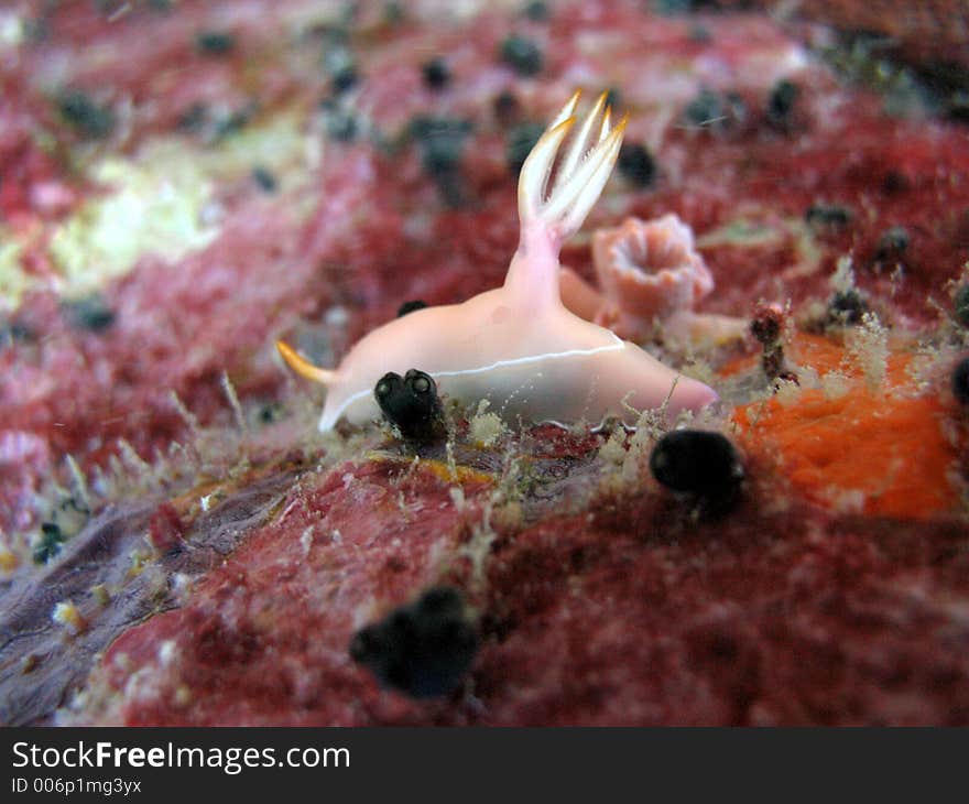 Nudibranch