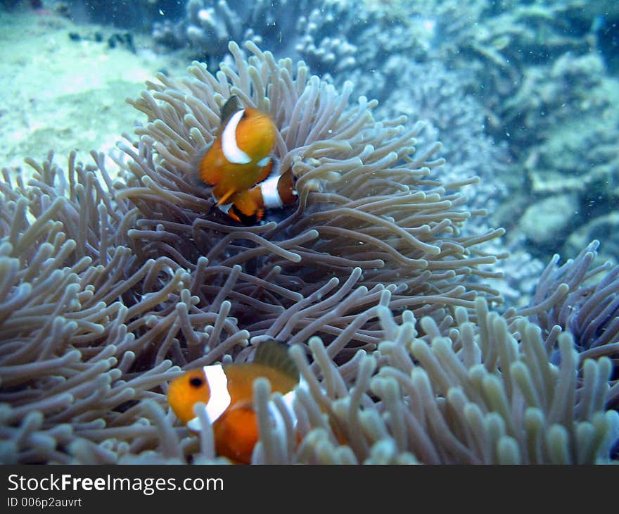 Clownfish Pair