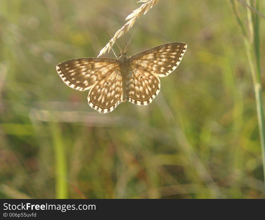 Butterfly on plant