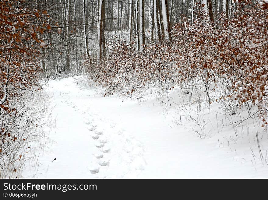 Winter path