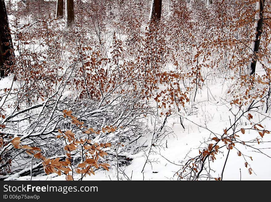 Winter path