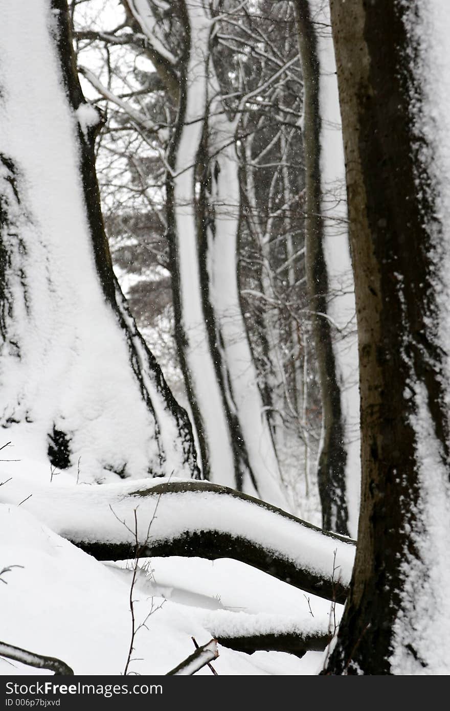 Winter forest