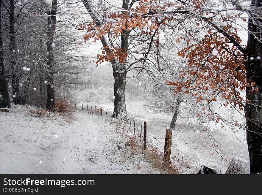 Winter path