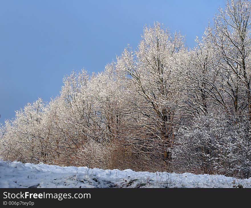 Winter sceneries in denmark, in a forest. Winter sceneries in denmark, in a forest