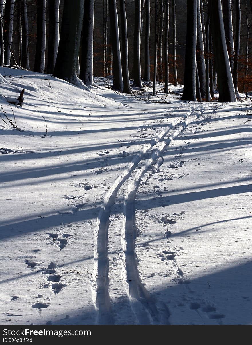 Winter Path