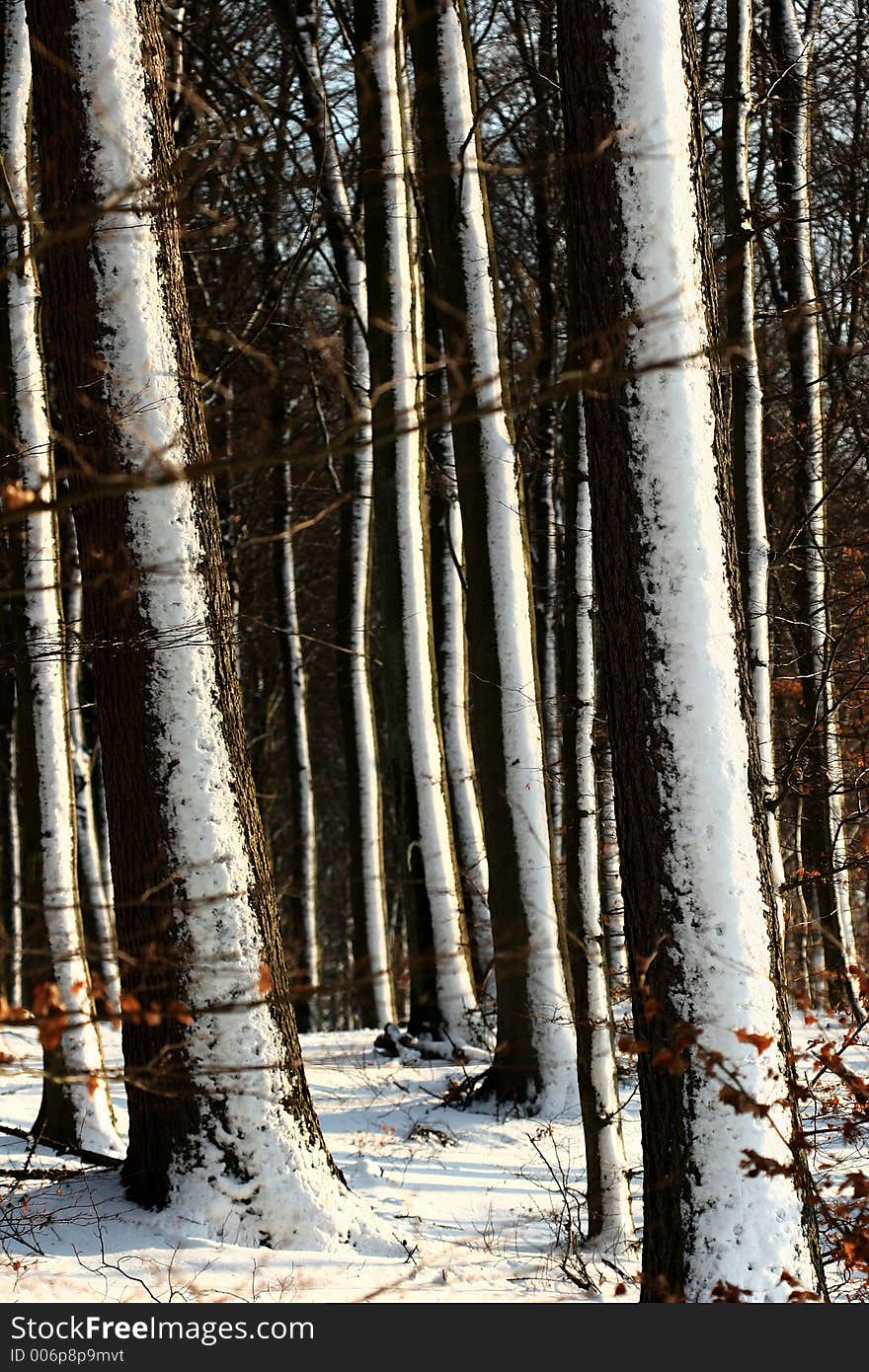 Winter sceneries in denmark, in a forest. Winter sceneries in denmark, in a forest