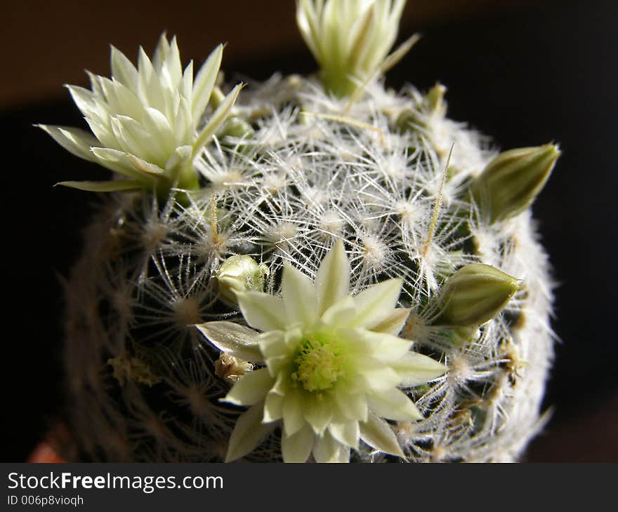 Cactus on black background