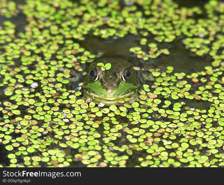 Frog Face