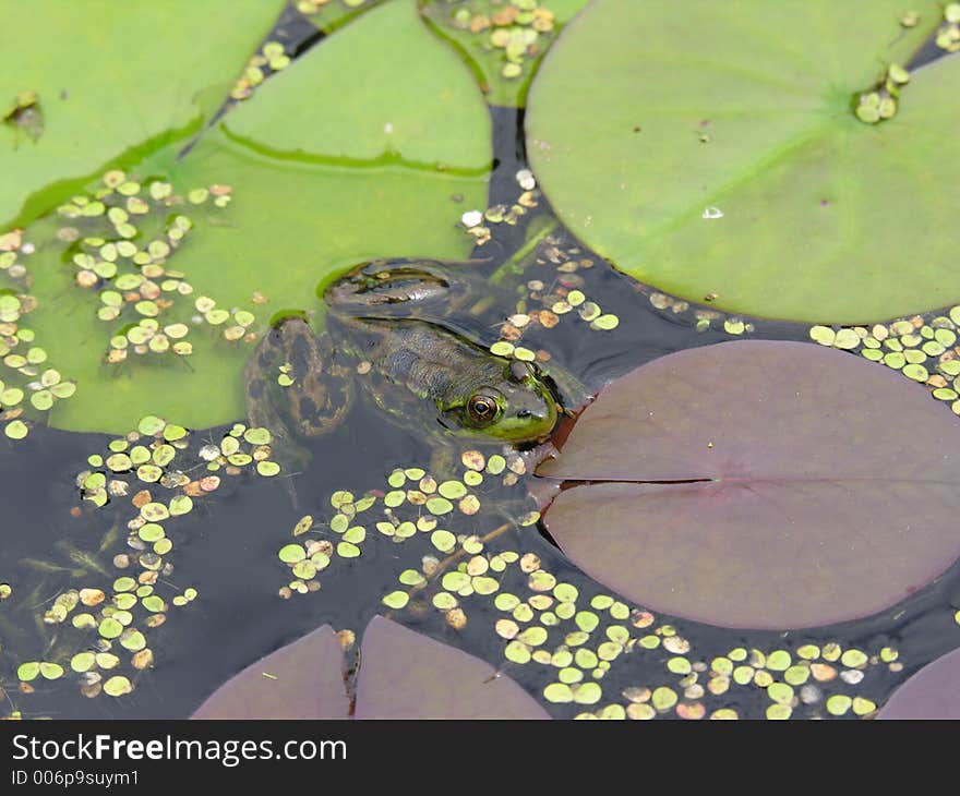 Frog Resting on Lilypad