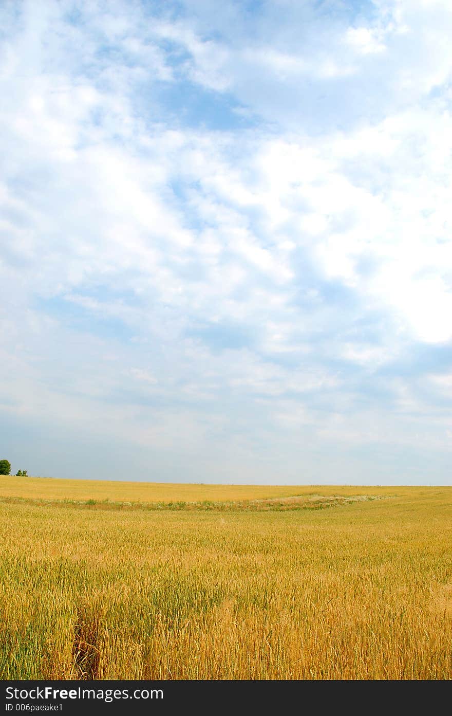 Yellow field with blue sky. Yellow field with blue sky