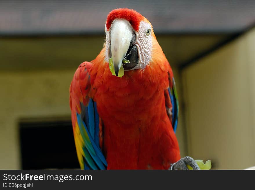 Macaw parrot