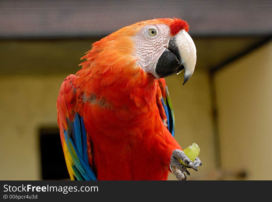 Macaw parrot