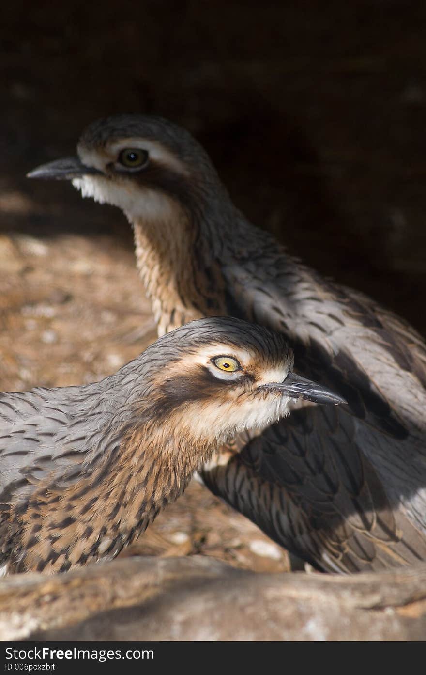 A closeup shot of two Bush Thick-Knee - an Australian native bird. A closeup shot of two Bush Thick-Knee - an Australian native bird.