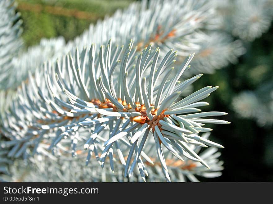 Blue Spruce Pine Needles