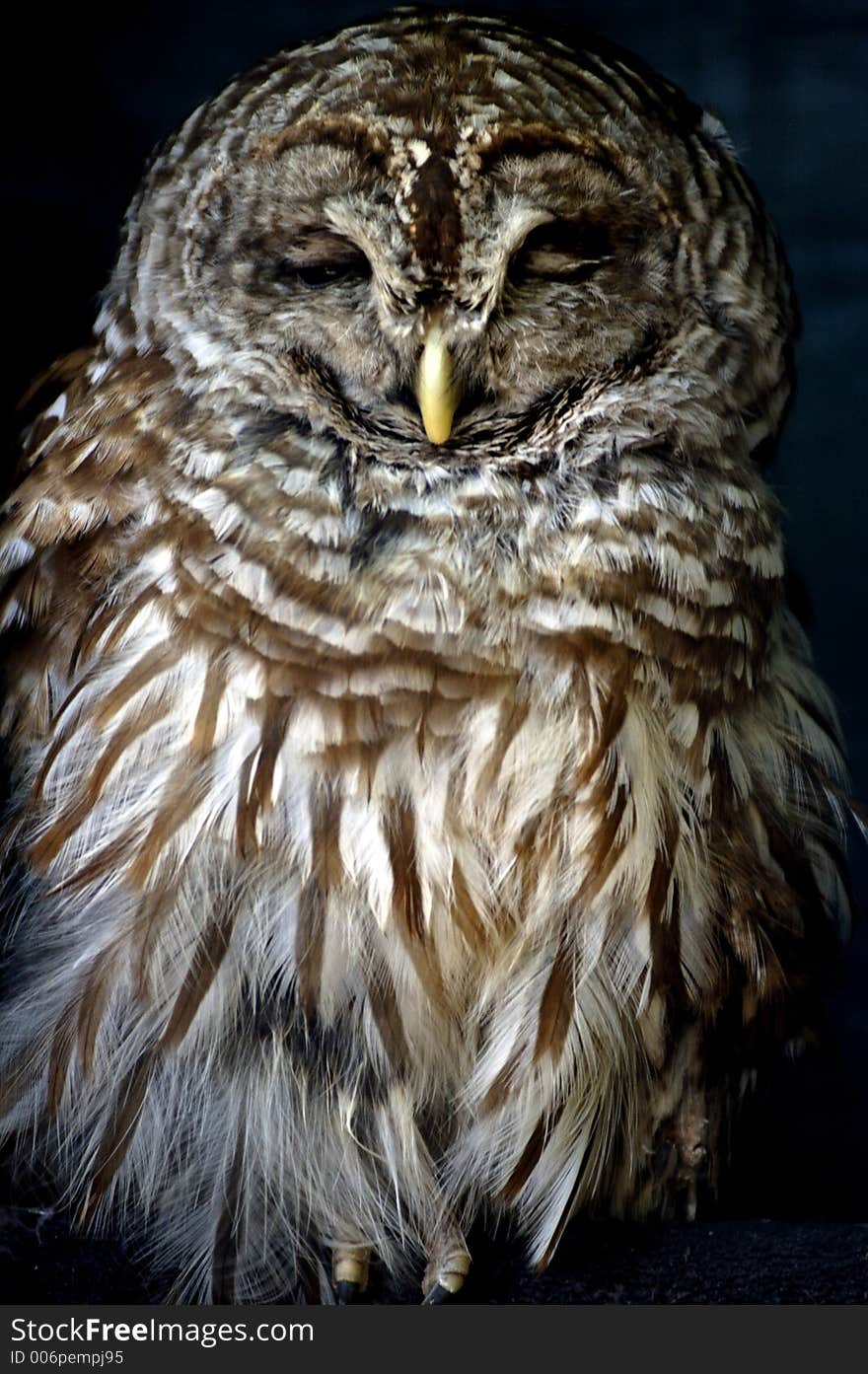 A barred owl (strix varia) with its eyes closed. A barred owl (strix varia) with its eyes closed.