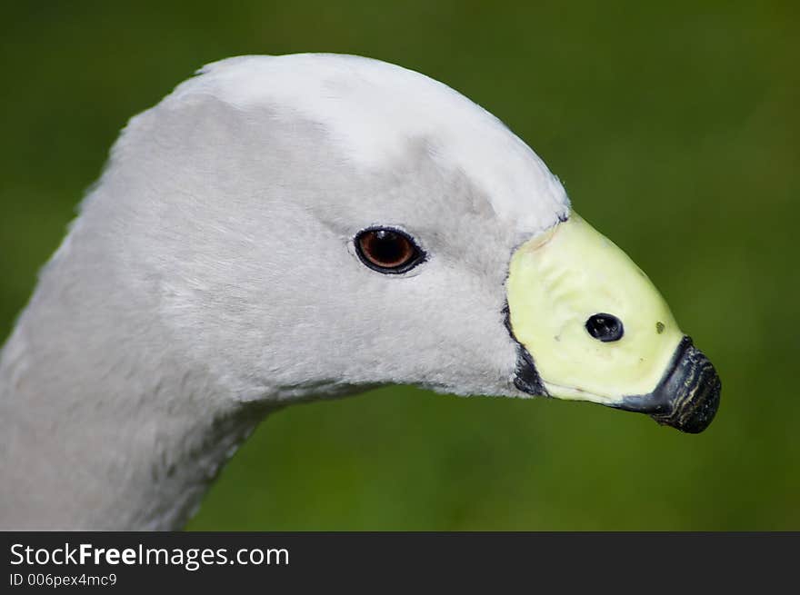 A closeup shot of a Cape Barren Goose. A closeup shot of a Cape Barren Goose