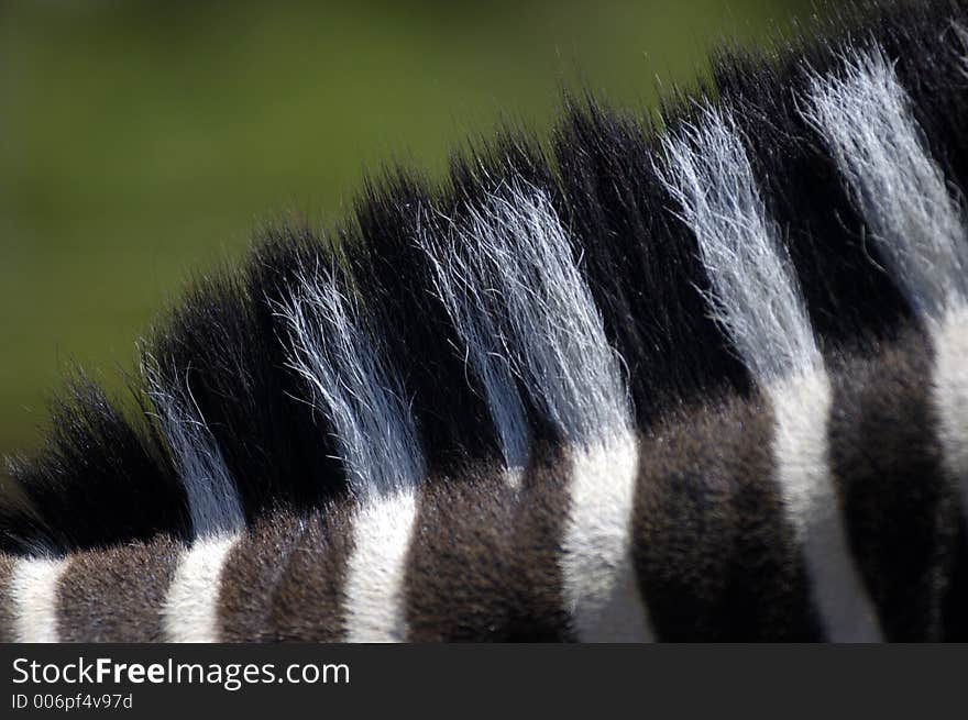 Black and White striped mane of a zebra. Black and White striped mane of a zebra
