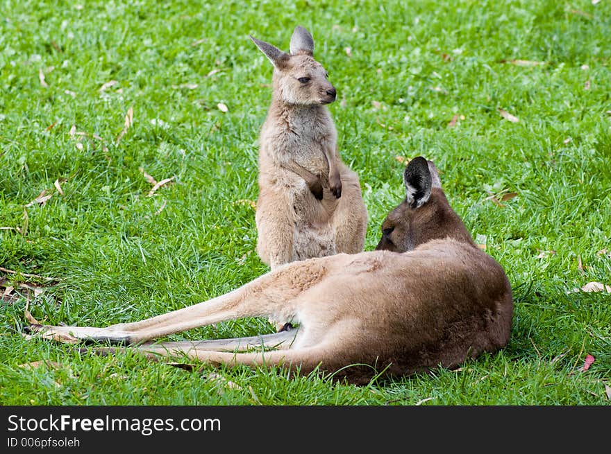 A yougn joey is looked upon by mother kangaroo. A yougn joey is looked upon by mother kangaroo.