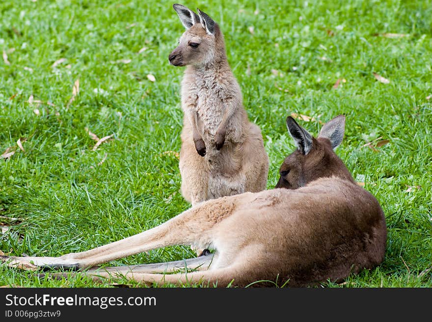 A young joey is watched by her mother. A young joey is watched by her mother.