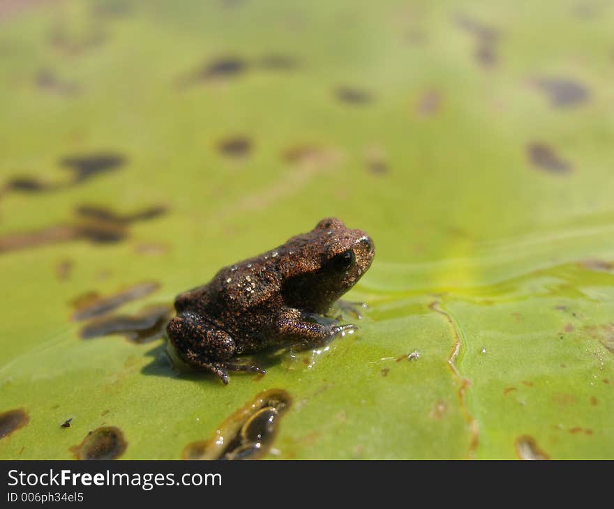 Small frog