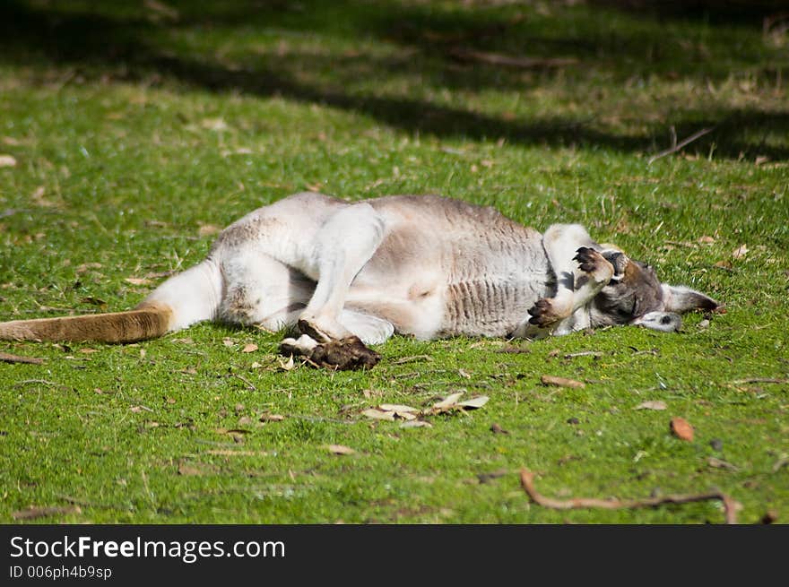 A mature kangaroo lounges around in the afternoon sun. A mature kangaroo lounges around in the afternoon sun.