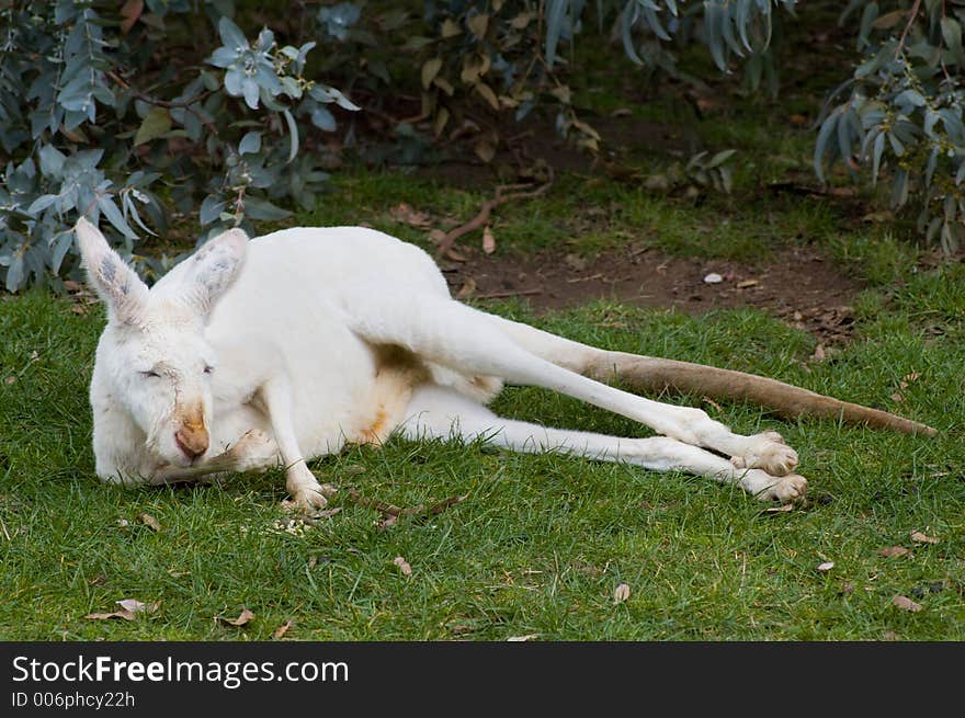 An albino kangaroo lounges around in the afternoon sun. An albino kangaroo lounges around in the afternoon sun.