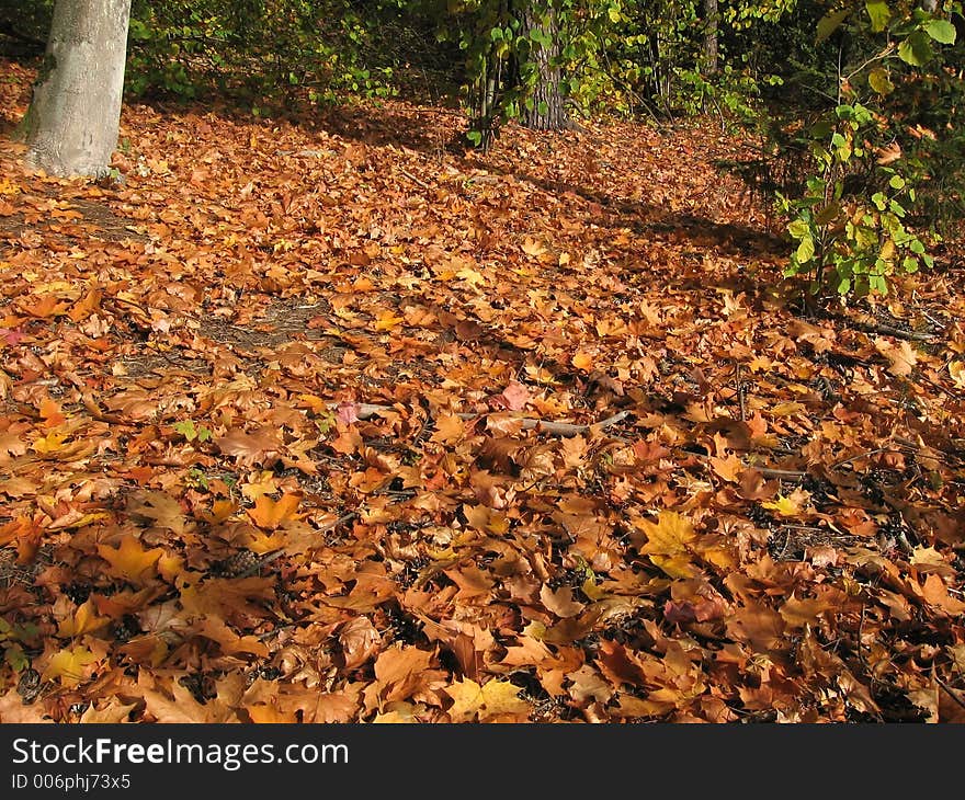 Autumn gold leaves