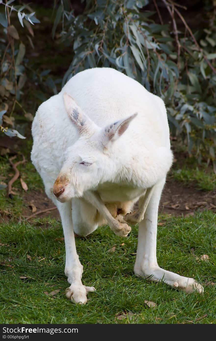 Mature Albino Kangaroo