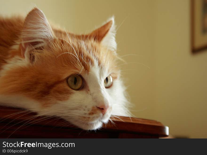 Orange pussycat on a dining room table. Orange pussycat on a dining room table