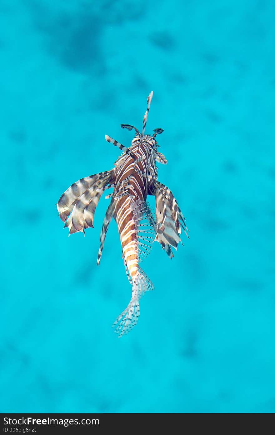 Lionfish at the red sea