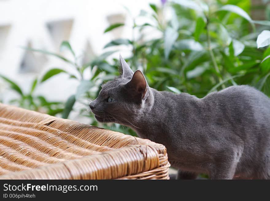 Cat in Egypt. Cat in Egypt