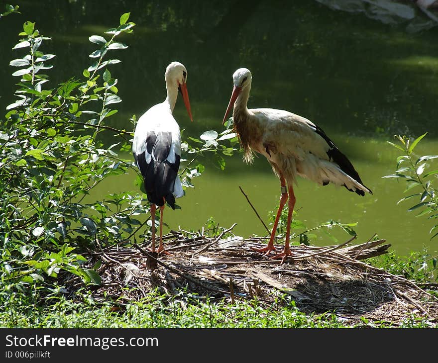 Storks by the pond