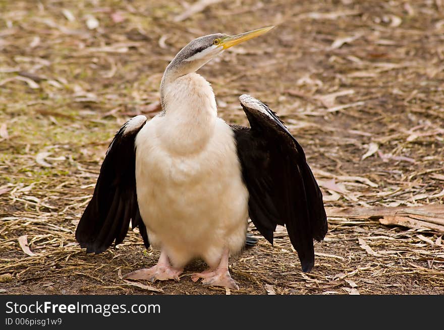 Cormorant Drying Its Wings