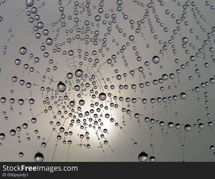 Morning dew on a web. Morning dew on a web.