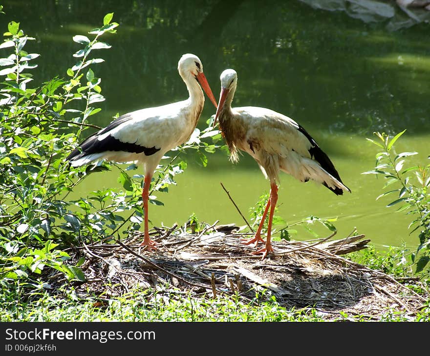 Storks by the pond