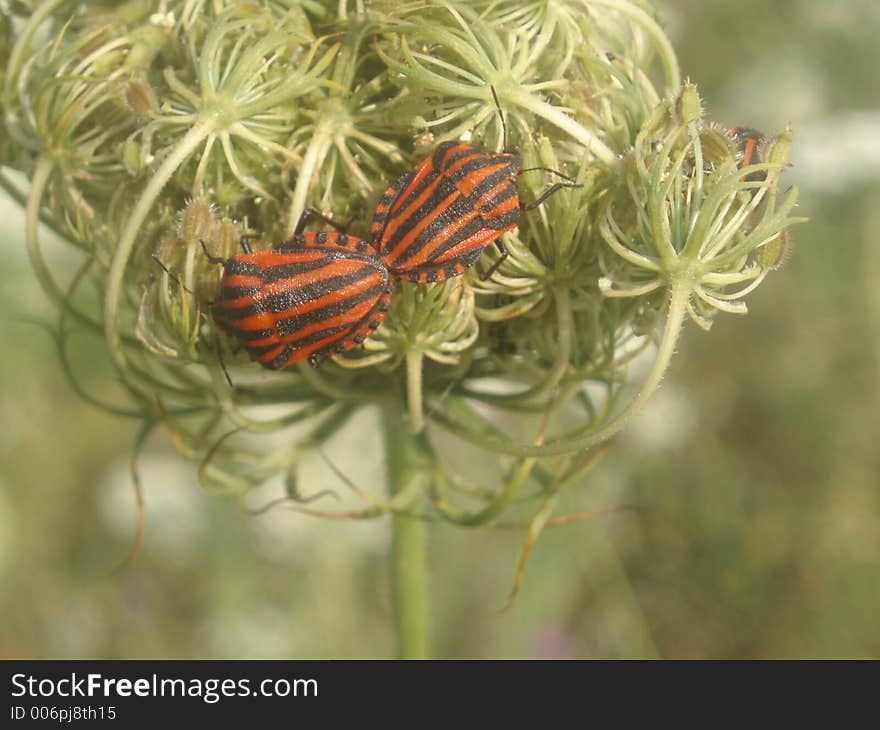 Bugs on plant