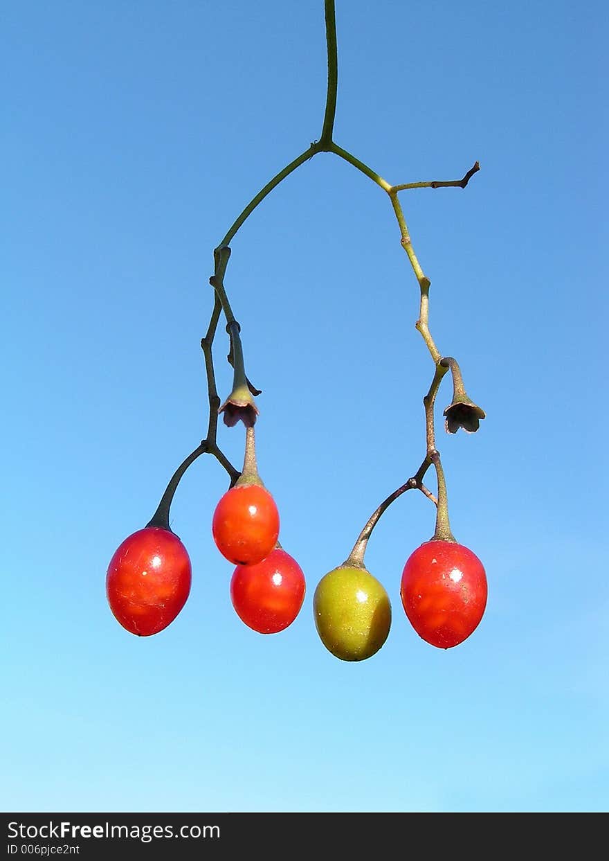 Berries of a river liane.