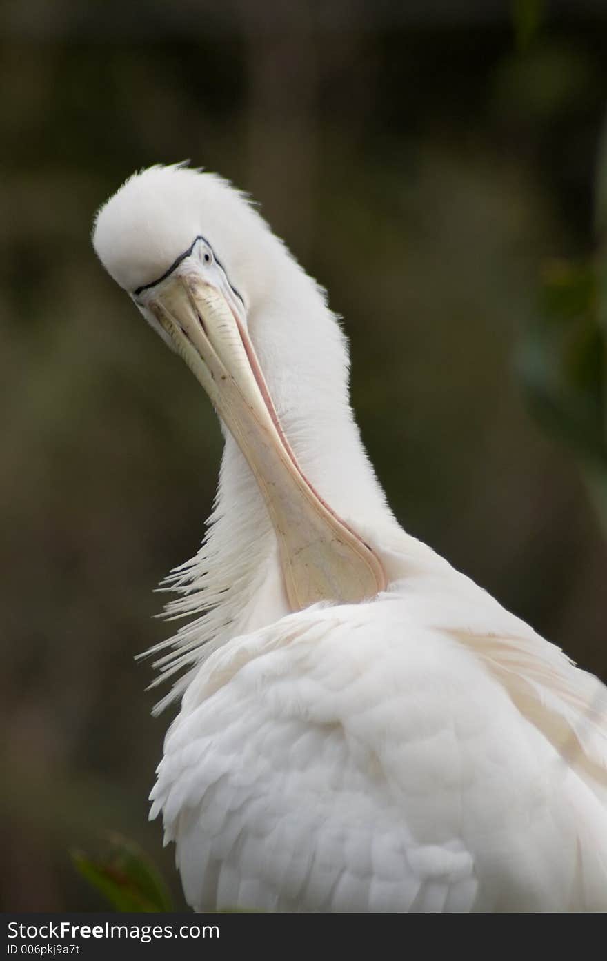 Royal Spoonbill Scratching