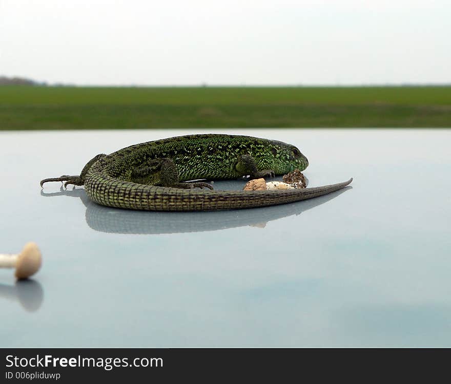 Lizard and small mushroom