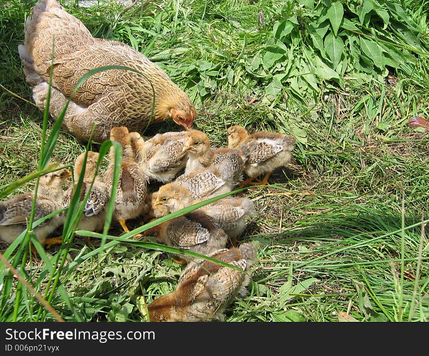 Free range chickens