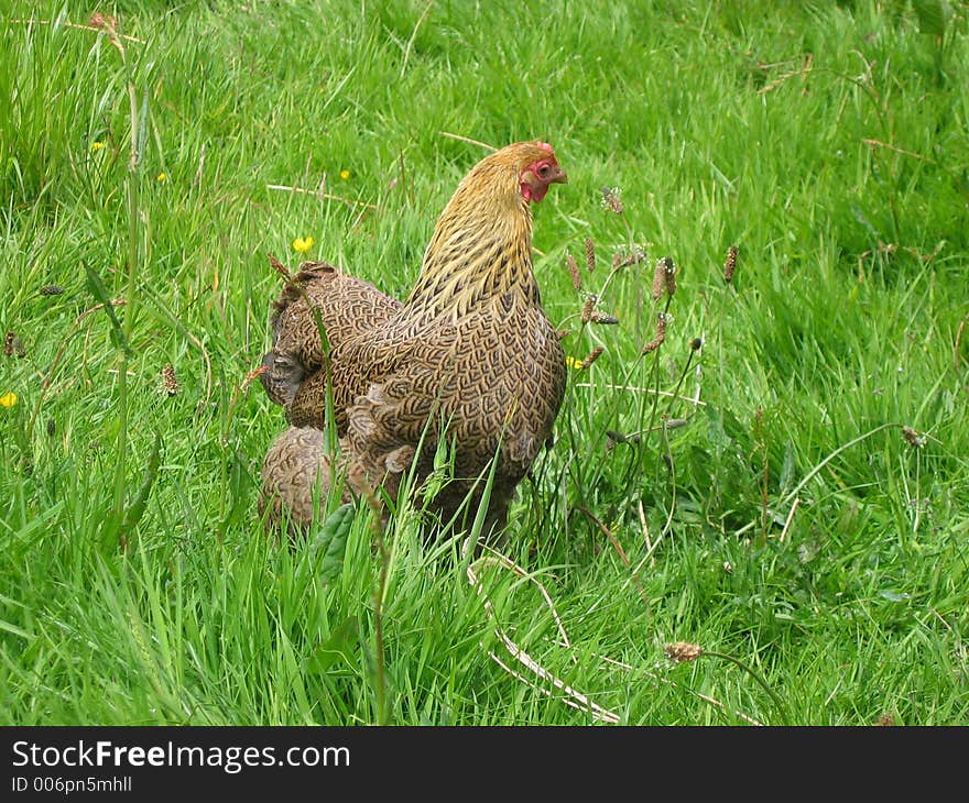 Free range chickens