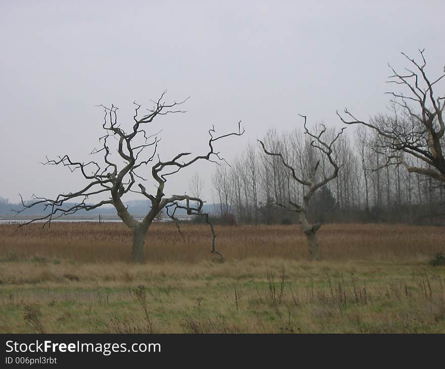 Angular twisted tormented leafless trees in a field. Angular twisted tormented leafless trees in a field.