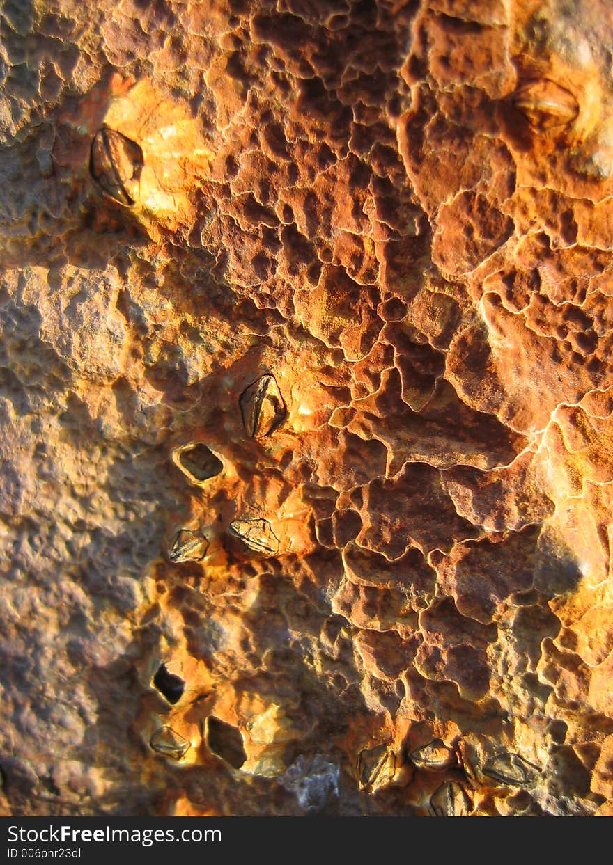 Golden orangle Barnacles, and unusual rock erosion patterns