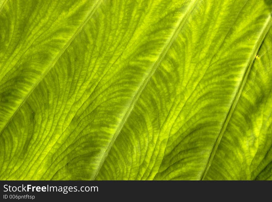 Large veinous plant leaf closeup with strong green color and leaf detail. Large veinous plant leaf closeup with strong green color and leaf detail.