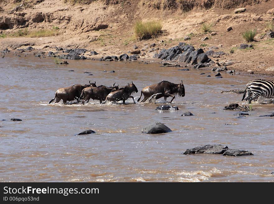 Migration across the Mara River. Migration across the Mara River