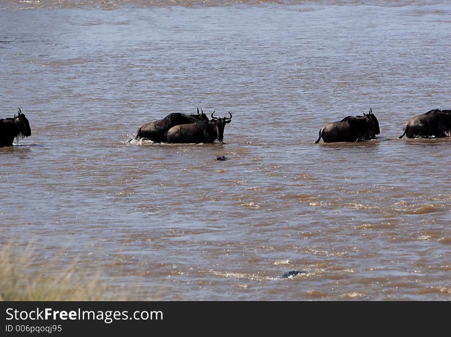 Migration across the Mara River. Migration across the Mara River