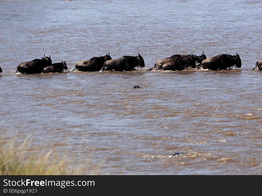 Wildebeests migrating across the Mara River. Wildebeests migrating across the Mara River